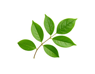 Fresh green leaves on a twig showcasing intricate vein patterns and vibrant color