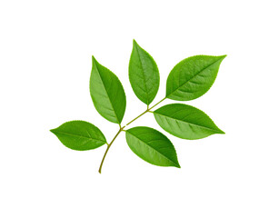 Obraz premium Fresh green leaves with detailed veins and serrated edges on a twig