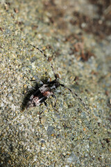 小型の白黒モノトーンに粒々柄のヒトオビアラゲカミキリ虫（自然環境下ストロボマクロ撮影）