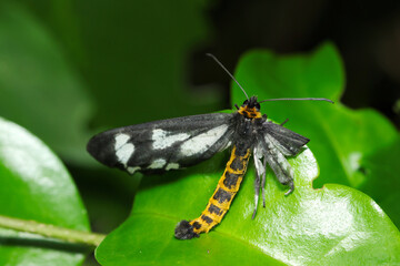 かわいそうに天敵に襲われたか、片翅を痛めたトンボエダシャク成虫（自然環境下マクロ撮影）