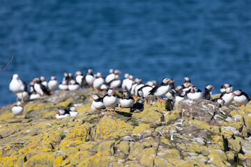 Puffin (Fratercula arctica) colony on the Farne Islands, Northumberland, UK in Spring