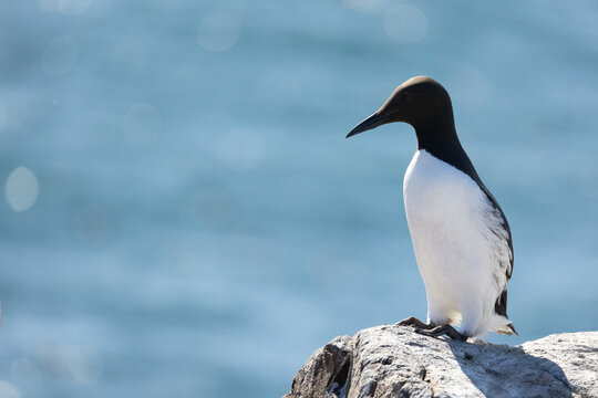 Single Guillemot (Uria Aalge) on the rocky cliffs of the Farne Islands, Northumberland coast, UK in April, Springtime