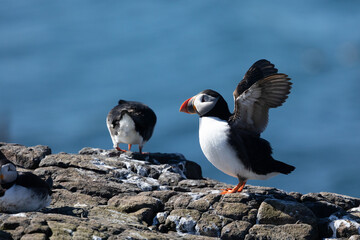 Puffin (Fratercula arctica) flapping its wings. Farne Islands, Northumberland, UK in Spring