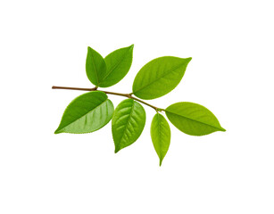 Fresh Green Tea Leaves on a Branch Detailed Veins and Serrated Edges