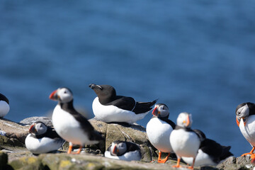 Obraz premium A single Razorbill (Alca torda) surrounded by puffins (Fratercula arctica) on the cliff top. Farne Islands, Northumberland, UK in April, Springtime