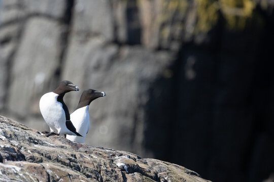 A pair of Razorbills (Alca torda) Farne Islands, Northumberland, UK in April, Springtime