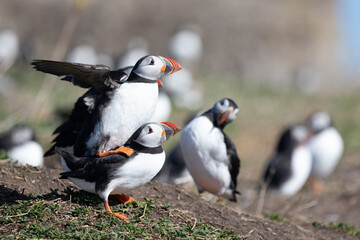 Obraz premium Pair of mating Puffins (Fratercula arctica) on the Farne Islands, Northumberland, UK in Spring