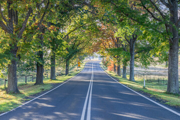A country road under an avenue of trees with autumn foliage
