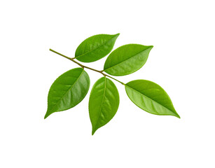 Glossy Camellia Branch with Five Vibrant Green Leaves and Visible Veins