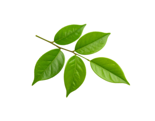 Glossy Camellia Branch with Five Vibrant Green Leaves and Visible Veins