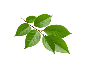 Glossy Camellia Branch with Vibrant Green Leaves and Visible Veins