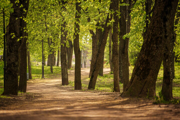 Serene Forest Pathway Surrounded by Green Trees