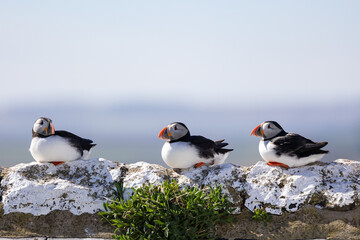 Three sunlit Puffins (Fratercula arctica) sit in a line atop a stone wall on the Farne Islands, Northumberland, UK in Spring