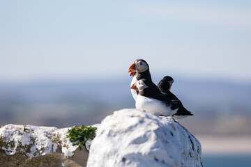 A group of Puffins (Fratercula arctica) sit atop a white stone wall on the Farne Islands, Northumberland, UK in Spring