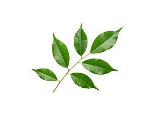Glossy Green Ficus Branch with Six Leaves Veins Visible Isolated