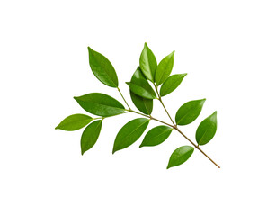 Glossy Green Leafy Branch with Smooth Edges and Visible Veins on Dark Backdrop