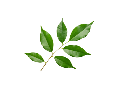 Glossy Green Ficus Branch with Six Leaves Veins Visible Isolated