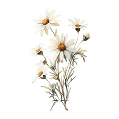 Daisy flowers frames daisy art white vector