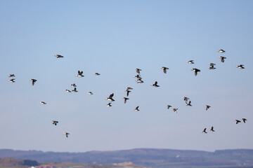 A flock of Puffins (Fratercula arctica) flying along the northumberland coastlinewith a beautiful...