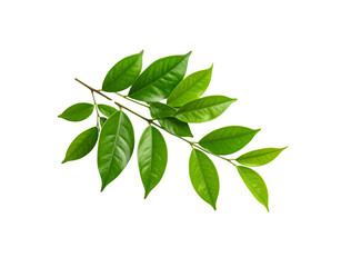 Glossy Green Leaves on a Branch CloseUp of Fresh Foliage Detail