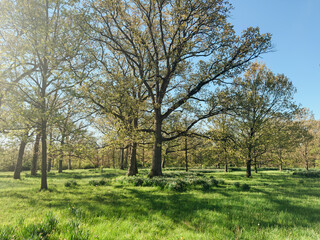 Early Spring Morning in a Tree-Filled Meadow
