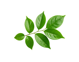 Fototapeta premium Glossy Green Leaves on a Branch Veined Texture Isolated Botanical Specimen