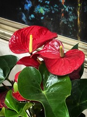 red and green ang yellow