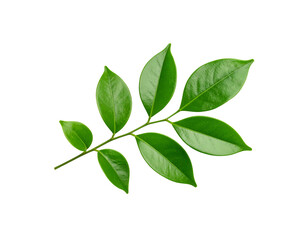Obraz premium Glossy Green Leaves on a Slender Stem Veins Visible Natural Beauty