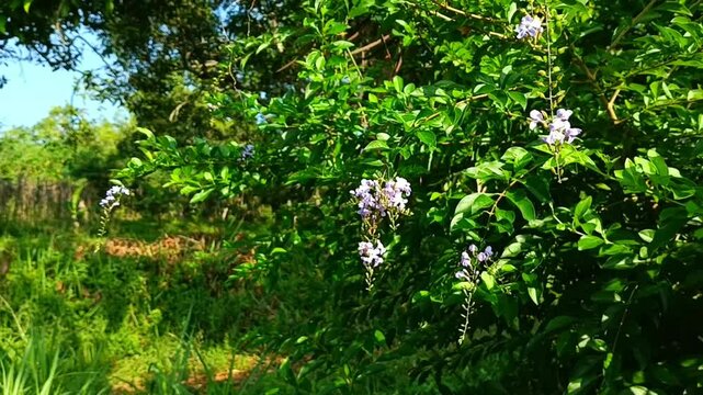 Duranta erecta flower plants are growing well.