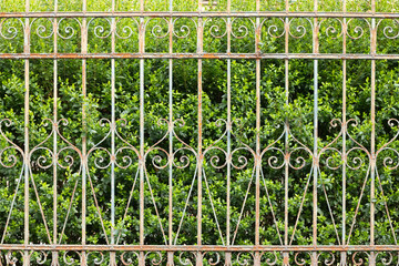 Decorative wrought iron fence with lush green hedge background