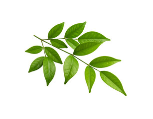 Lush green branch with symmetrical leaflets vibrant and fresh against a transparent backdrop