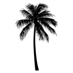Black silhouette of palm tree illustration arecaceae botanical vector