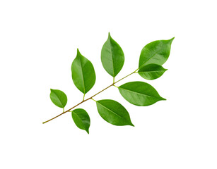 Fototapeta premium Lush green leaves on a slender branch showcasing vibrant textures and natural beauty (1)