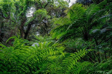 Obraz premium シダのジャングルD