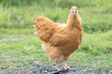 Single Buff Orpington Hen Standing on Grass in Natural Light