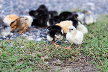 Group of Cute Colorful Chicks on Green Grass in Natural Light