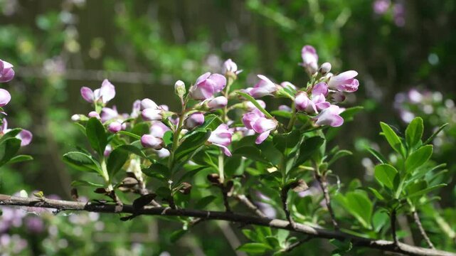 Pink Escallonia Apple Blossom Hedge Plant Redclaw Close Up