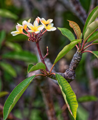 White, Pink, and Golden Yellow Frangipani Blossoms on a Tree with Green Leaves in the Manoa Rainforest on Oahu.