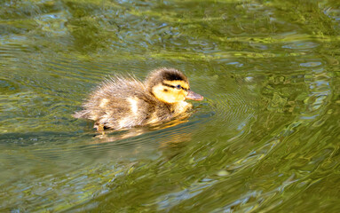 A duckling swimming in a pond