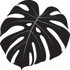 monstera on a white background