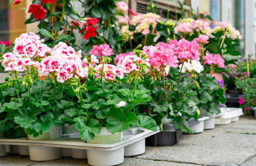 Many charming pink garden and indoor flowers. Pink geraniums in plastic pots