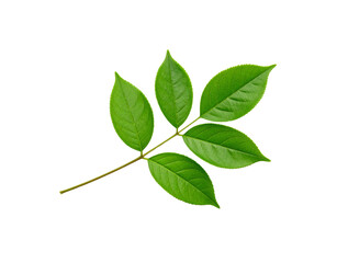 Fototapeta premium Vibrant Green Compound Leaf with Serrated Edges and Detailed Vein Structure