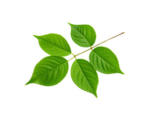 Vibrant Green Compound Leaf with Serrated Edges and Prominent Veins