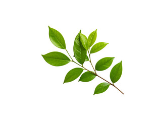 Obraz premium Vibrant green leaves on a slender branch illuminated with soft light