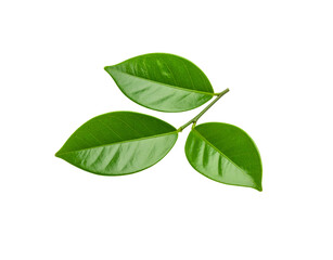 Vibrant green leaves on a stem showcasing intricate vein patterns and smooth textures