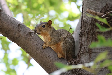 squirrel on a tree brnach