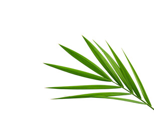 Fototapeta premium Vibrant green palm frond with linear leaf patterns and pointed tips