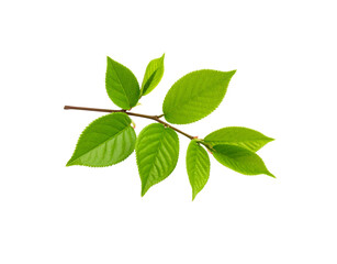Vibrant Green Leaves Sprouting on a Slender Brown Branch in Springtime