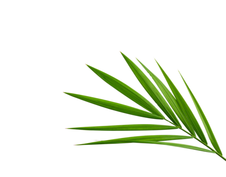 Vibrant green palm frond with linear leaf patterns and pointed tips