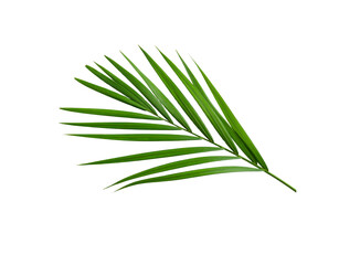 Vivid green areca palm frond with linear leaflets and central stem detail